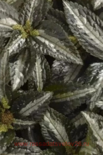 Пилея Спруса 3