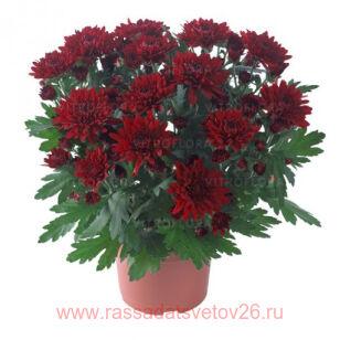 Хризантема крупноцветковая Chrystal Red® 33г