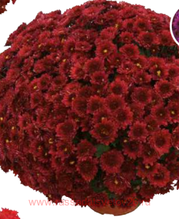 ���������� Vent du Rhone Rouge 18