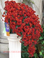 ���������� ��������� Casvio rouge 43