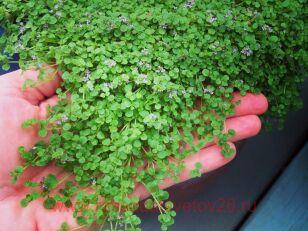 Мята корсиканская 20