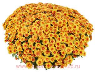 Хризантема Lively Red Bicolor 71