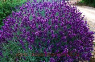 Лаванда узколистная Hidcote blue 2