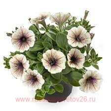 Петуния TEA TIRAMISU 95
