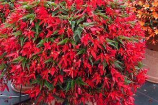 Бегония ампельная Beauvilia® RED(P) 78