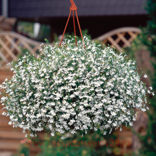Лобелия Star white 9