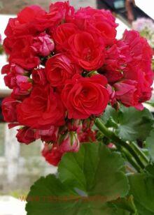 Пеларгония Ю-АННА КАРЕНИНА 89