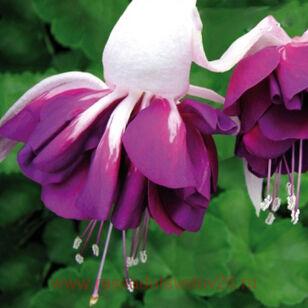 Фуксия Marbeller Double WHITE-PURPLE 75