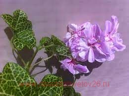 Пеларгония Cotta Lilac Queen 361