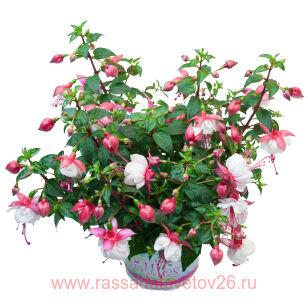 Фуксия Jollies Biarritz