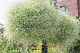 Эуфорбия Euphorbia Silver Fog 1