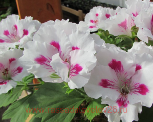 Королевская пеларгония Jasmin 36