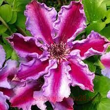 КЛЕМАТИС Тюдор