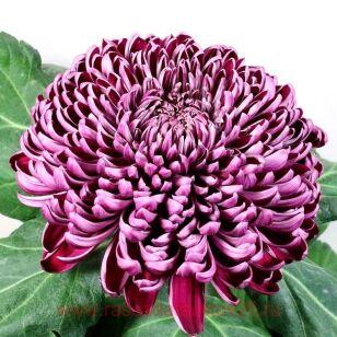 Хризантема Gilbert Leigh Purple (Гилберт лайт пурпл) 9г