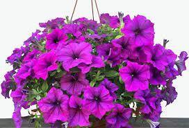 Петуния Fanfare Lavender