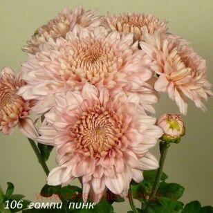 Хризантема корейская Gompie pink 38к