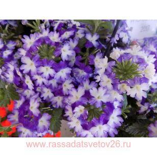Вербена ампельная Wicked Purple 13