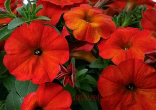 Петуния BeautiCal™ Red Maple 48