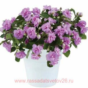 ��������� �usi�� L�v�nd�r 58