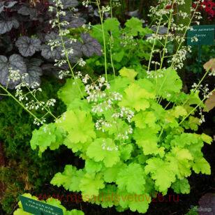 Гейхера Лайм Рикей (Lime Rickey) 211