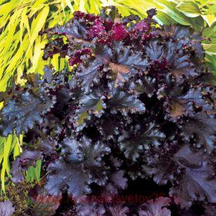 Гейхера Блэк Таффета (Black Taffeta) 219