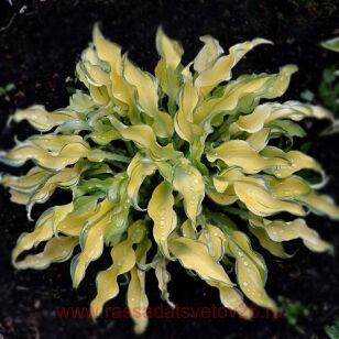 Хоста Ripple Effect 41