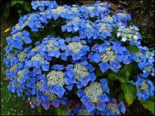Гортензия крупнолистная Blaumeise 38