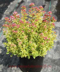 Ориганум (душица) VARIEGATA 5