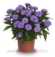 Астра Новобельгийская Showmakers Fresh Pink 27