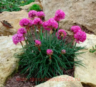 ������� ���������� Armada Pink 9