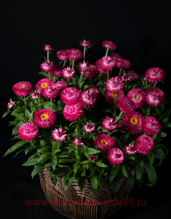 Брактеанта GRANVIA DARK PINK FLAME