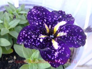 Петуния Happytoonia Starry Blue