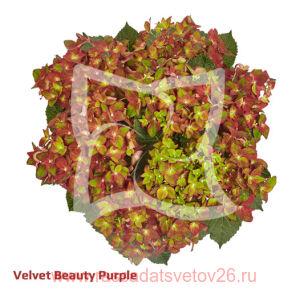 Гортензия крупнолистная Velvet Beauty Purple