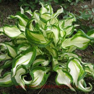 Хоста undulata mediovariegata 39