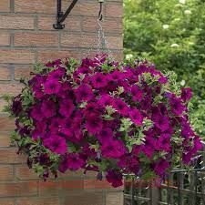 Петуния Fanfare Royal Purple 106