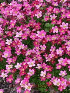 ���������� ������� Marto Picotee Red 13