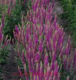 Вероника Атомик Рэд Рэй (Red Ray) 2