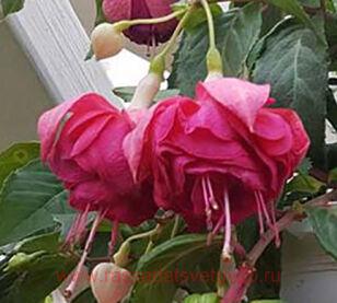 Фуксия Annick Dewispelaere 168