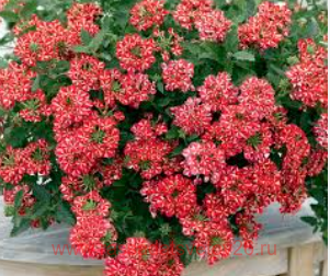  Estrella Voodoo Red Star 10