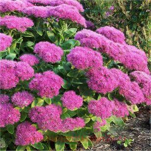 Седум видный Brilliant 48