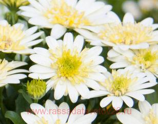 Остеоспермум Flower Power 3D Yellow 12