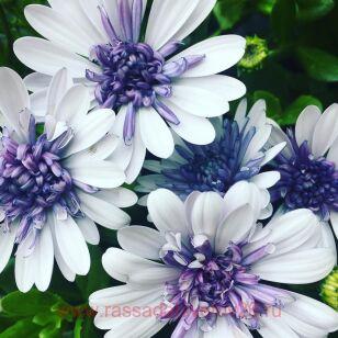 Остеоспермум Flower Power 3D Silver 64