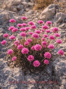 ������� ���������� Rubrifolia 3