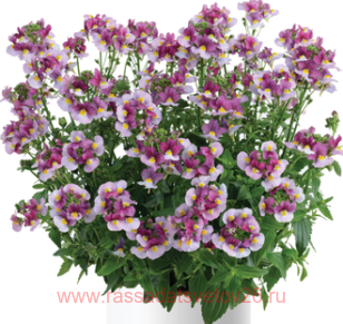 Немези Nesia® FANTASY PINK(P) 1