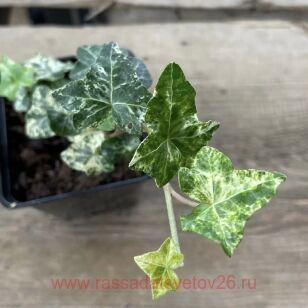   'MINOR MARMORATA' 36