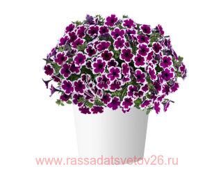 ������� Capella Rim Raspberry 3