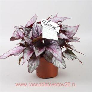 Бегония декоративно-лиственная Maori Haze® 4