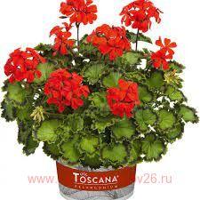 Пеларгония пестролистная SPECIALS VARIEGATED DISTINCTION 403