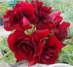 Пеларгония плющелистная Barock 26
