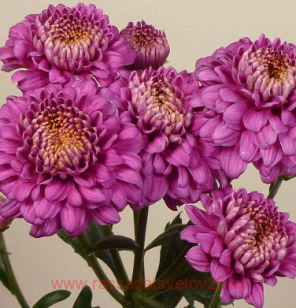 Хризантема payton purple 40к